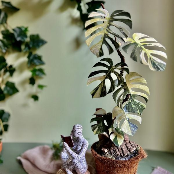  PP Monster Mint mô hình trang trí 