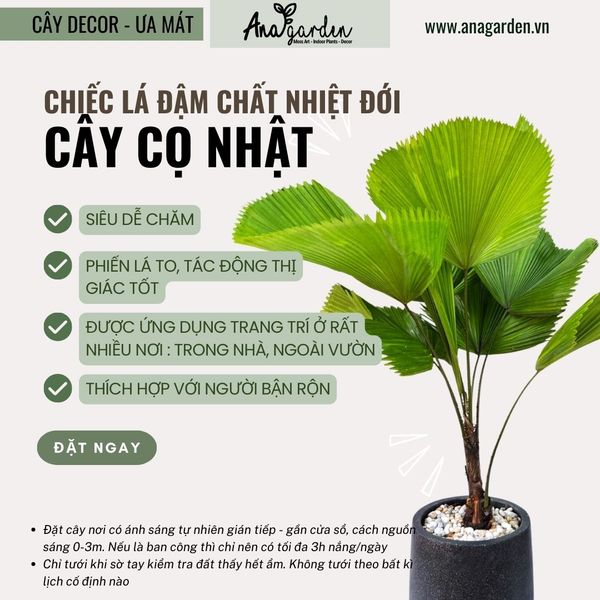  Cây Cọ Nhật nội thất size lớn 