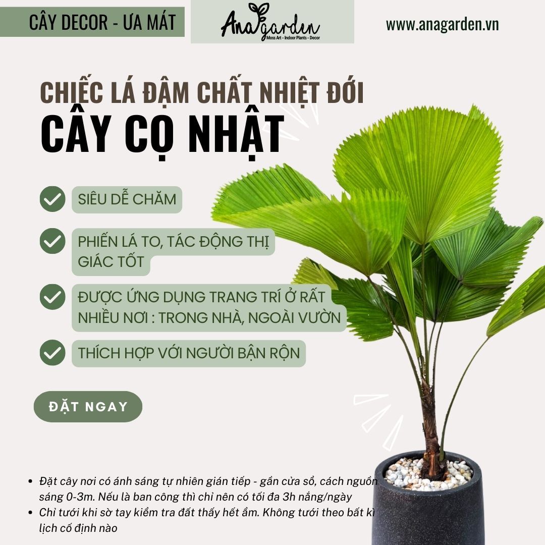  Cây Cọ Nhật nội thất size lớn 