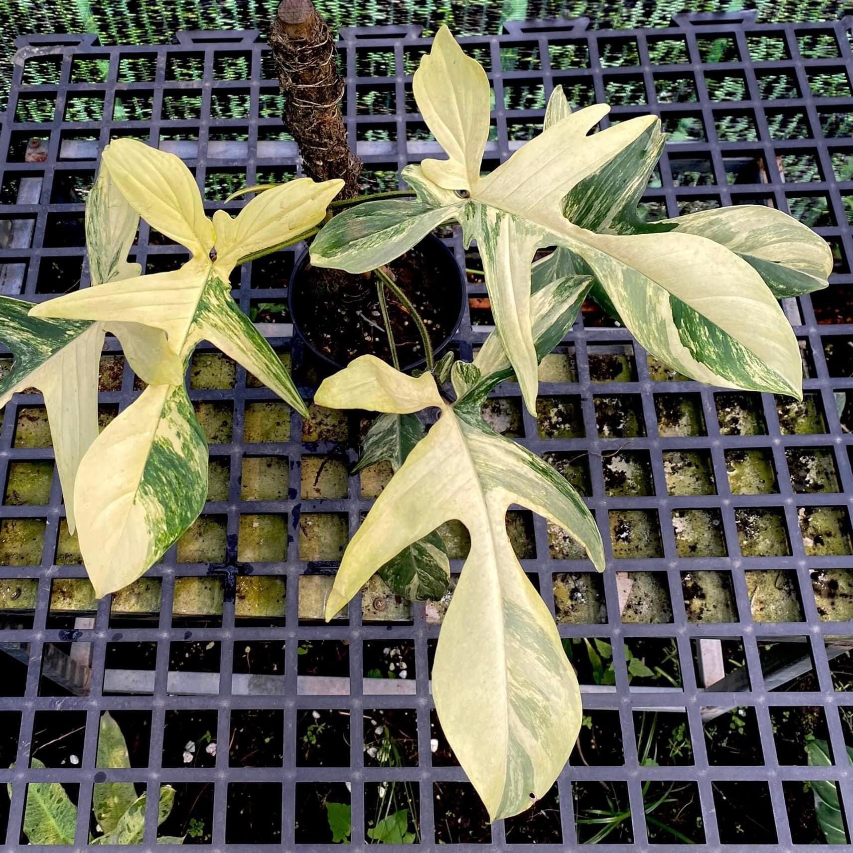  Cây Én var (Philodendron Florida beauty Var) sưu tầm 