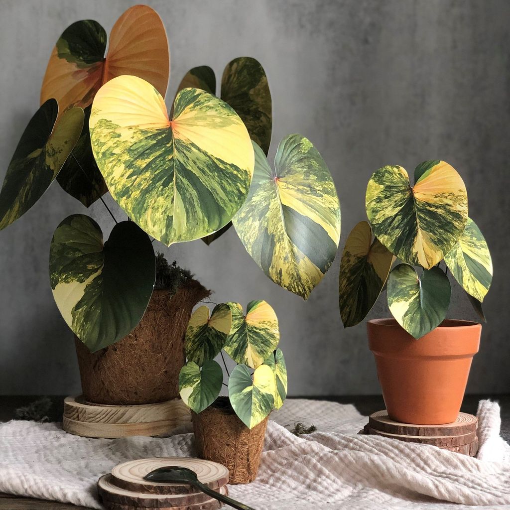  PP Homalomena mô hình trang trí 