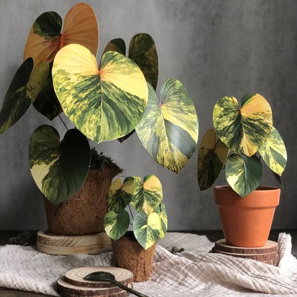  PP Homalomena mô hình trang trí 