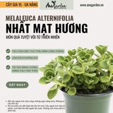  Nhất Mạt Hương (Plectranthus hadiensis var.) 
