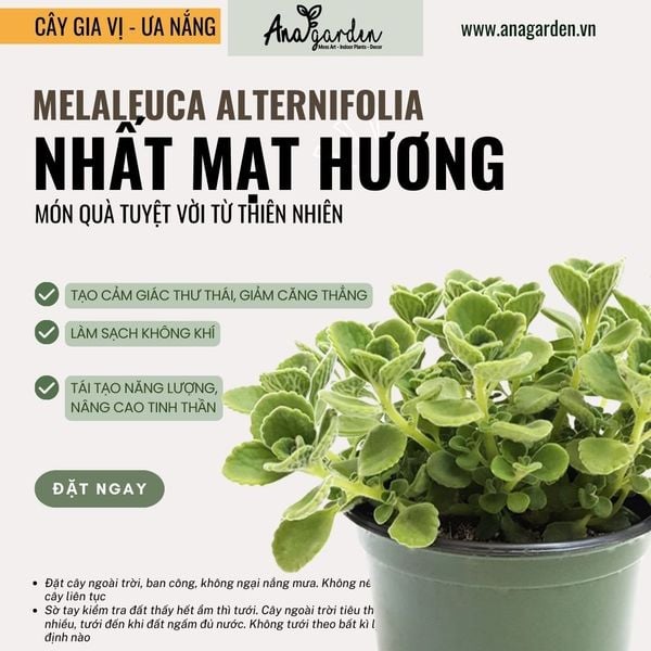  Nhất Mạt Hương (Plectranthus hadiensis var.) 