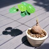  Củ Bình vôi size nhỏ để bàn 