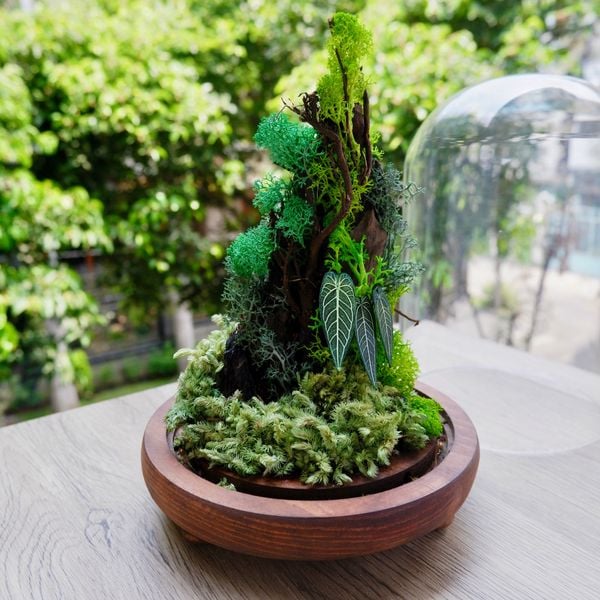  Chụp Thủy Tinh Rêu D12-H20 003 