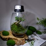  Bình Mosslight Terra nội thất 