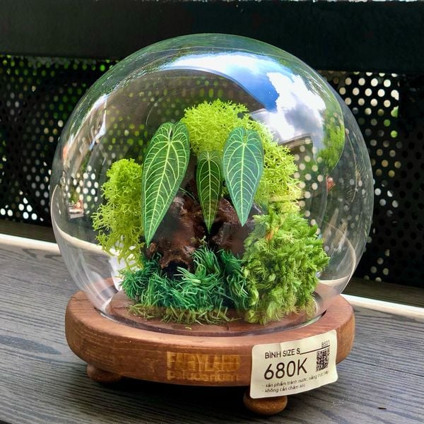  Chụp Thủy Tinh Rêu D12-H12 002 