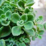  Nhất Mạt Hương (Plectranthus hadiensis var.) 