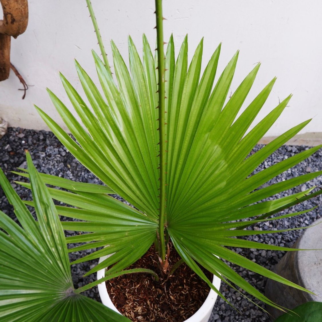  Cây Cọ Ta nội thất size lớn 