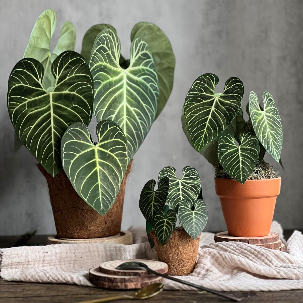  PP Regale mô hình trang trí 