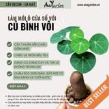  Củ Bình vôi size nhỏ để bàn 