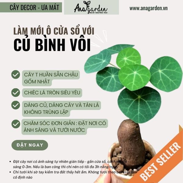  Củ Bình vôi size nhỏ để bàn 