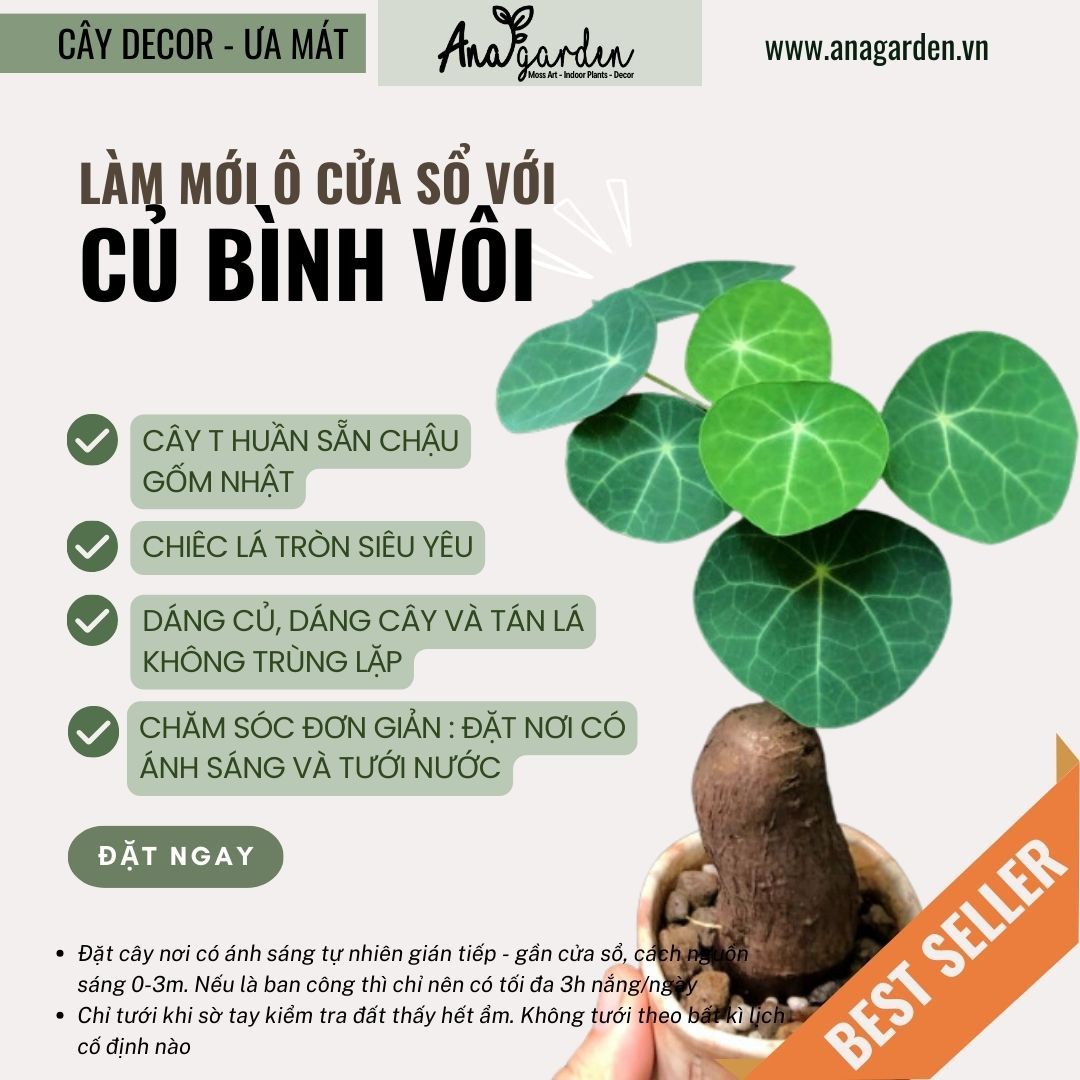  Củ Bình vôi size nhỏ để bàn 