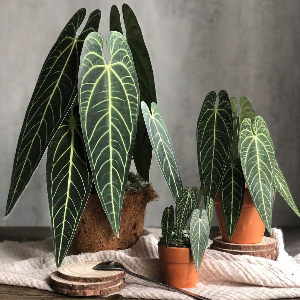  PP Queen mô hình trang trí 