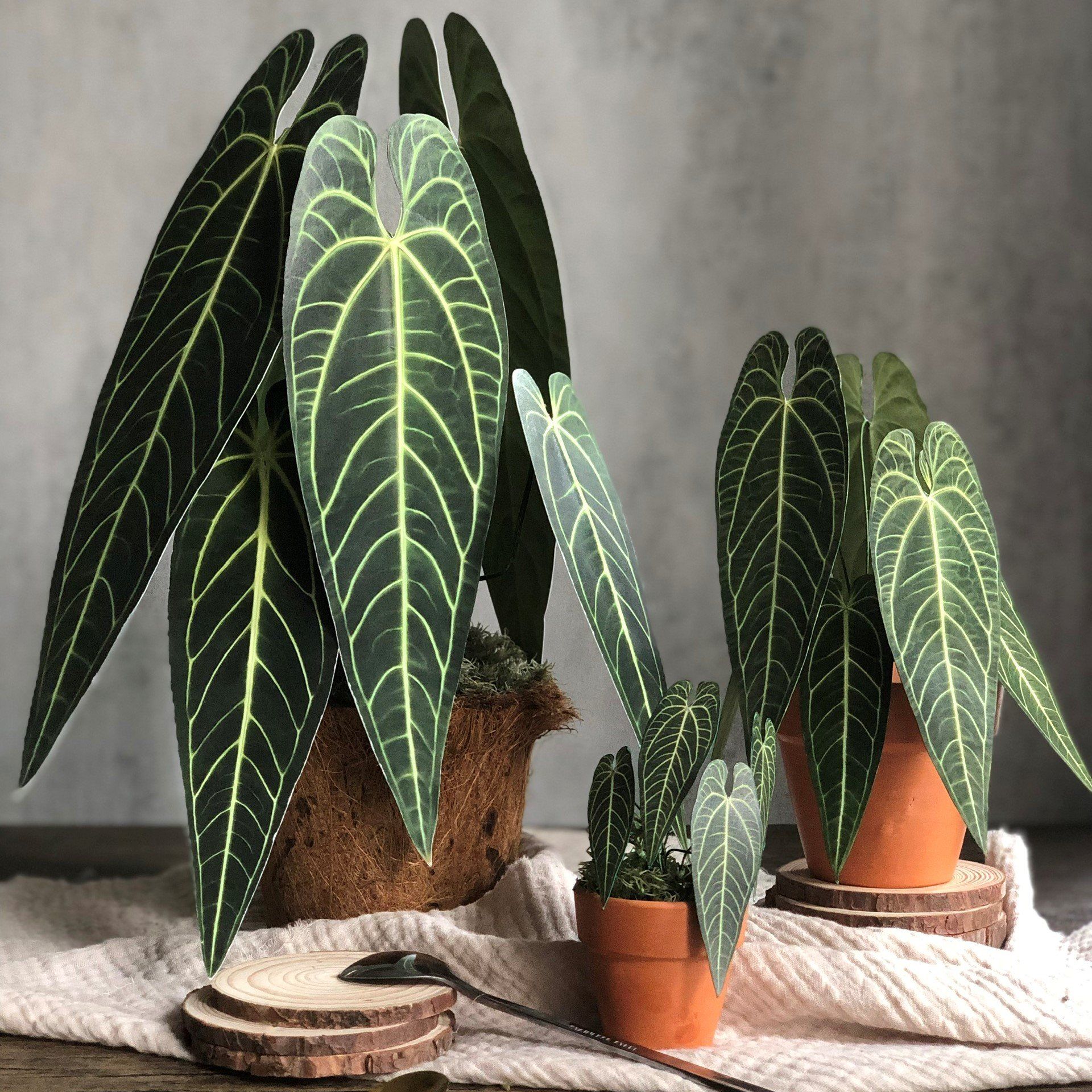  PP Queen mô hình trang trí 