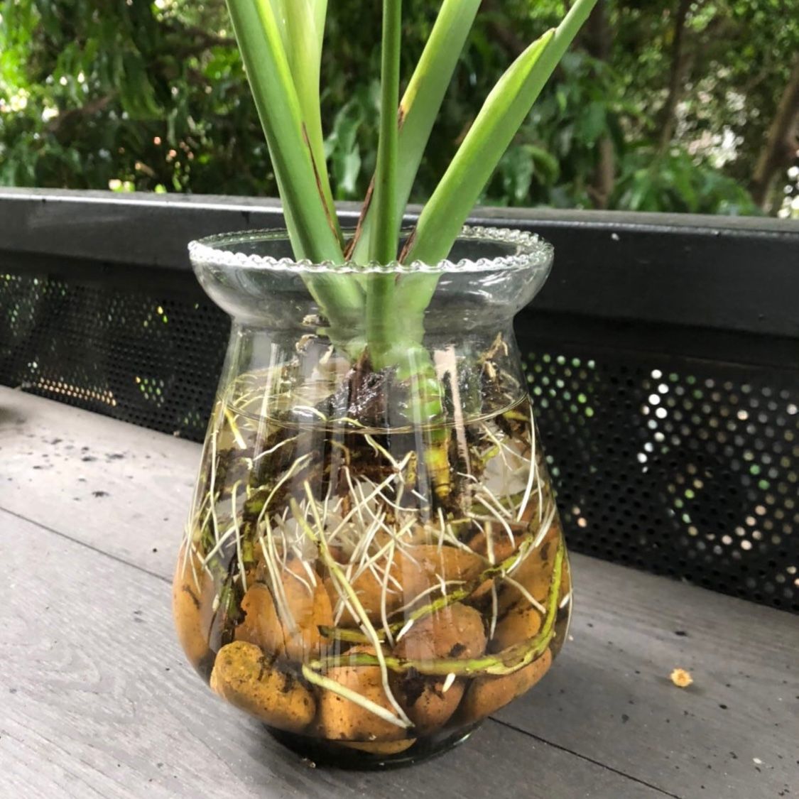  Cây Monstera thuỷ canh nội thất 