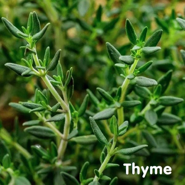  Xạ hương (Thyme, Common thyme) 