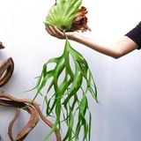  Cây Ổ rồng Treo trồng nội thất 