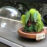  Chụp Thủy Tinh Rêu D12-H12 002 