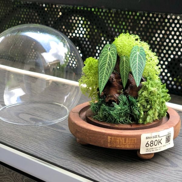  Chụp Thủy Tinh Rêu D12-H12 002 