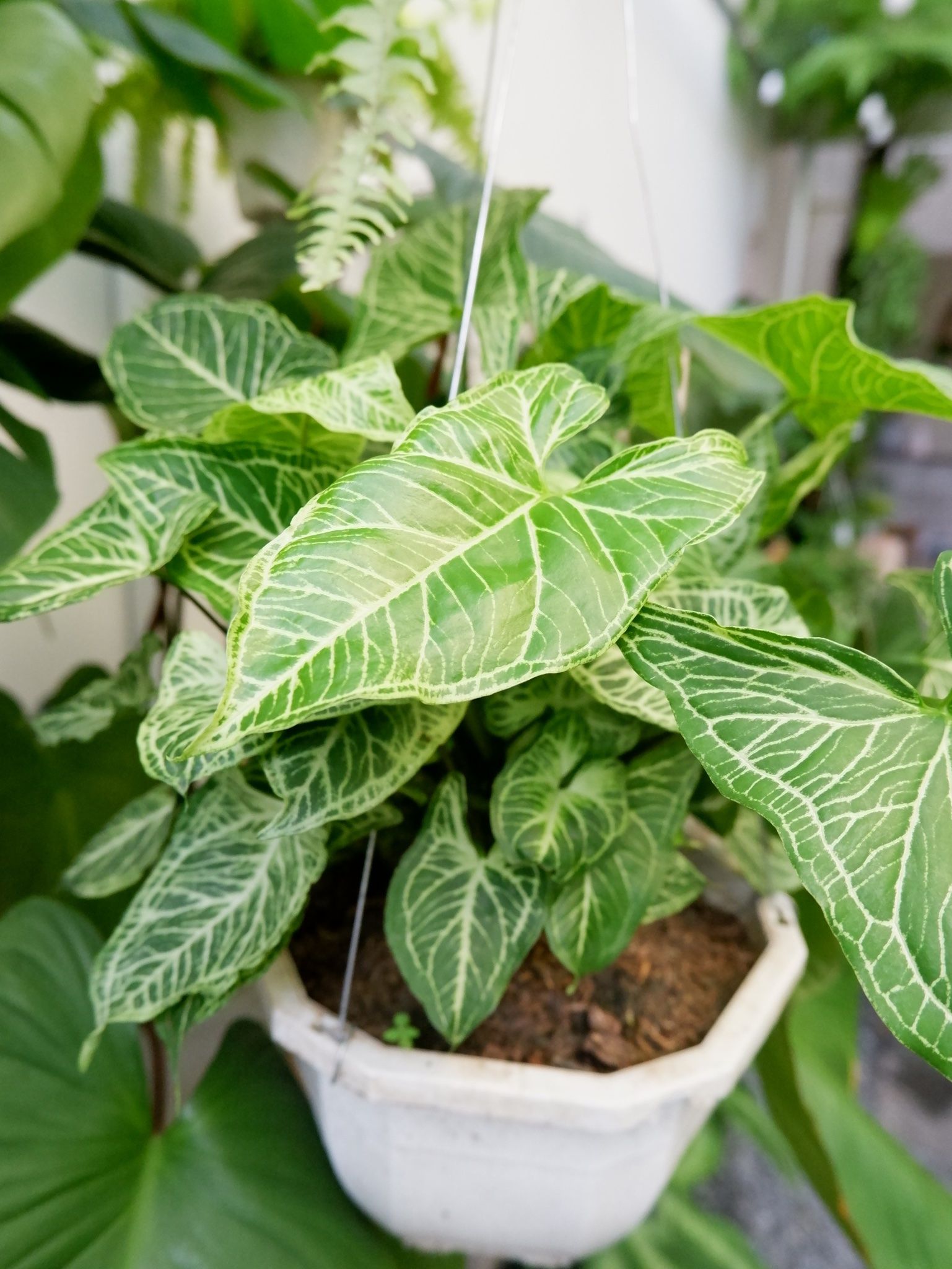  Cây Sygonium Batik size nhỏ 