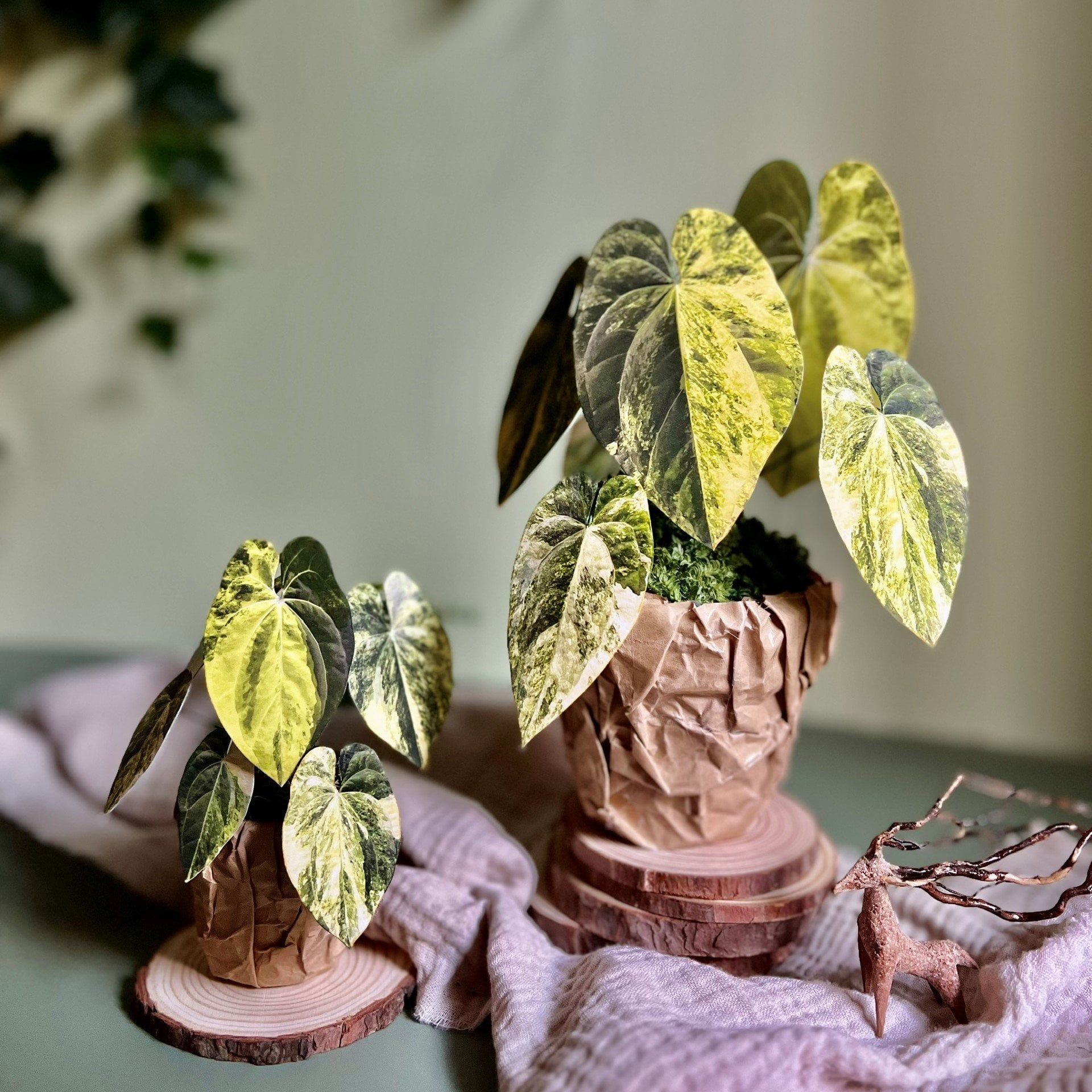  PP Papi mô hình trang trí 