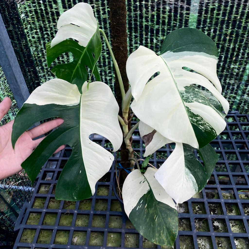  Cây Monstera albo sưu tầm 