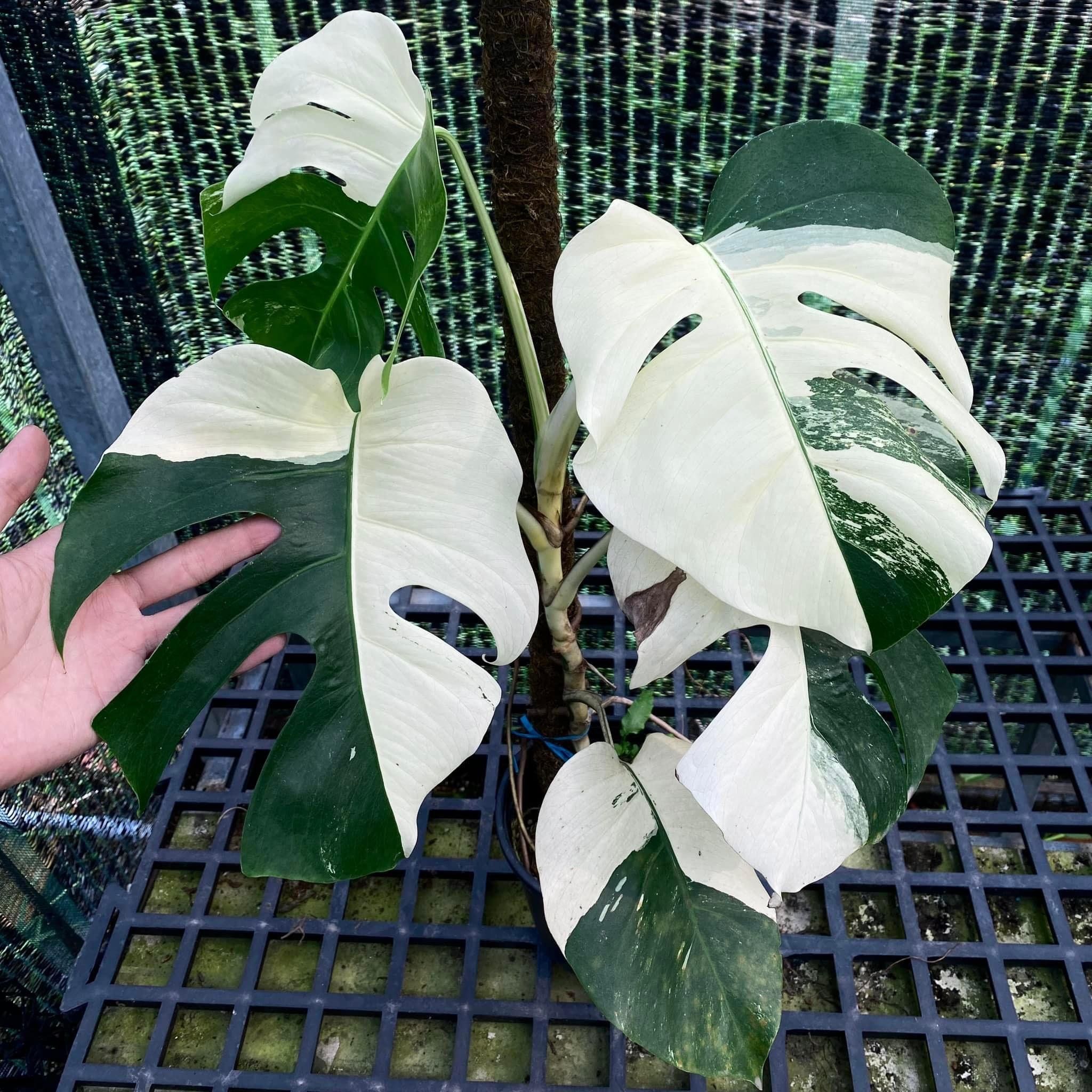  Cây Monstera albo sưu tầm 