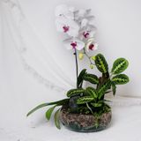  Gốm Chăm ghép Lan Lá 