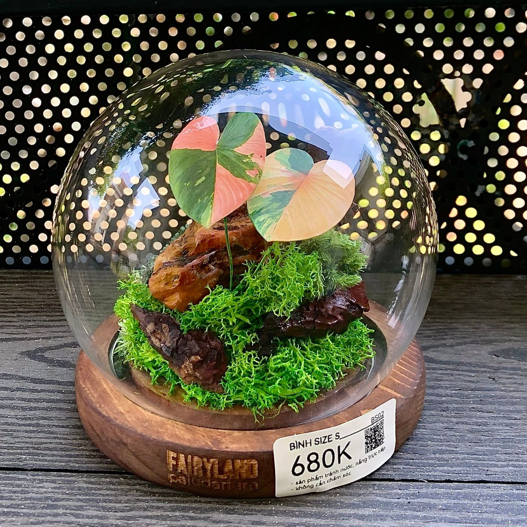  Chụp Thủy Tinh Rêu D12-H12 001 