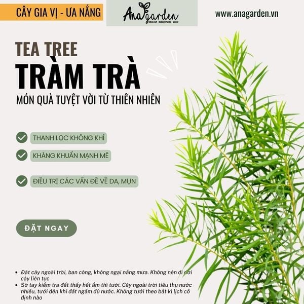  Tràm Trà (Melaleuca alternifolia) 