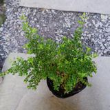  Hàm hương (Moujean Tea, Bahamas Berry, Pineapple Verbena) 