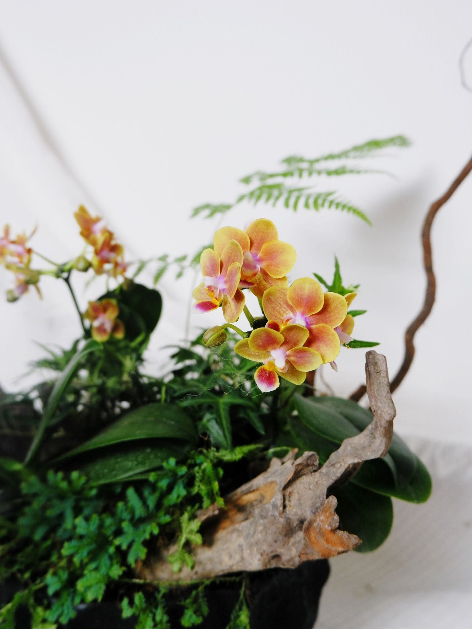  Gốm Chăm ghép Lan Lá 