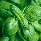  Húng quế tây (sweet Basil) 