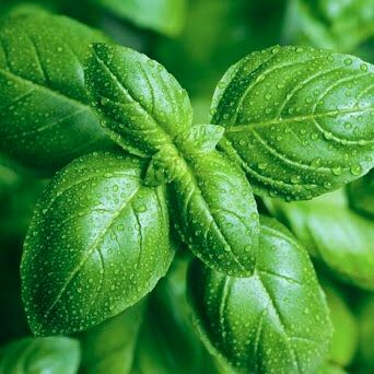  Húng quế tây (sweet Basil) 