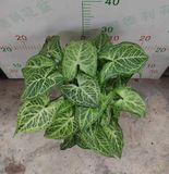  Cây Sygonium Batik size nhỏ 