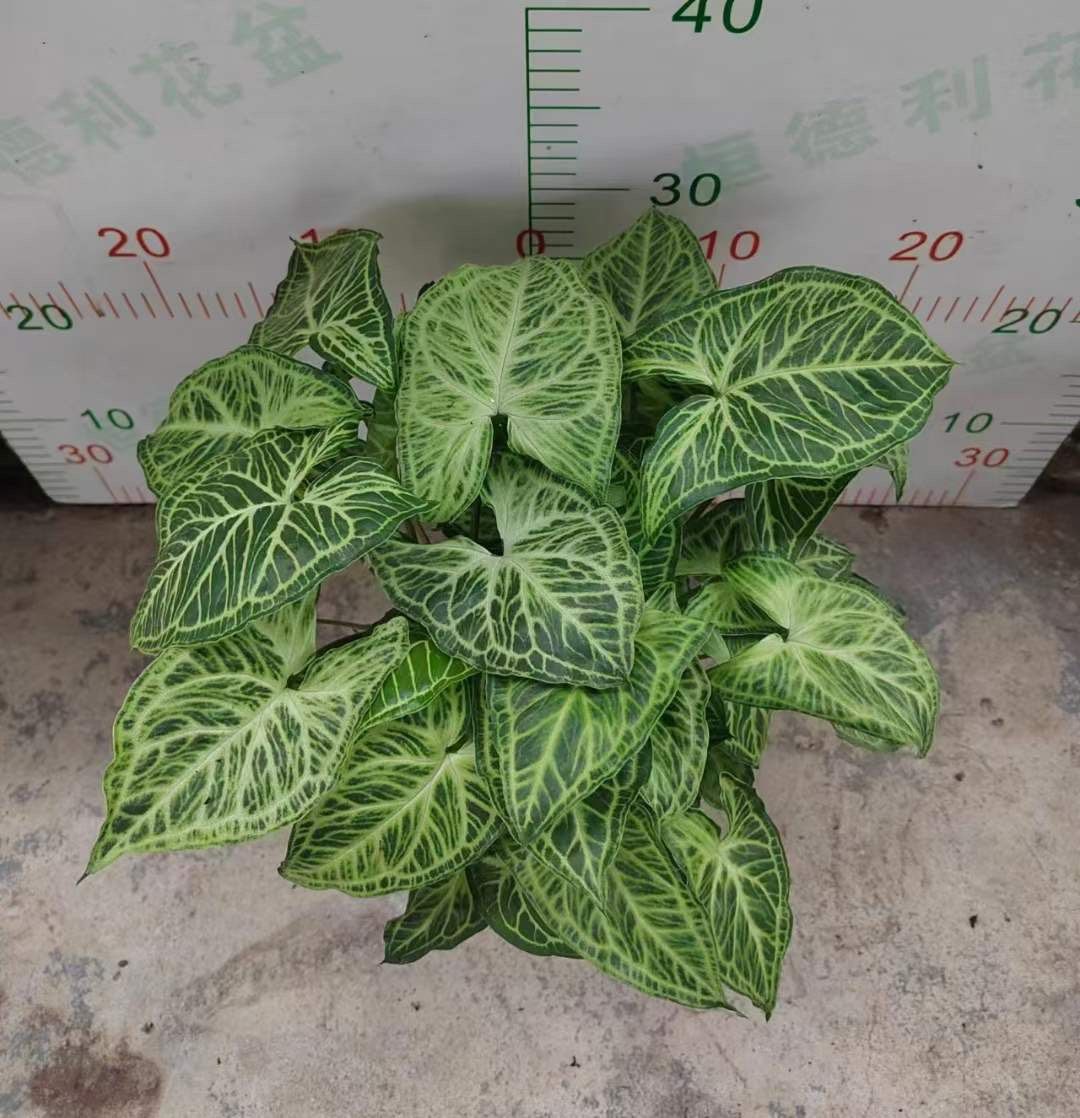  Cây Sygonium Batik size nhỏ 