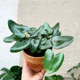  Cây Dương xỉ tim nội thất 