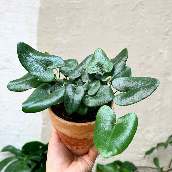  Cây Dương xỉ tim nội thất 