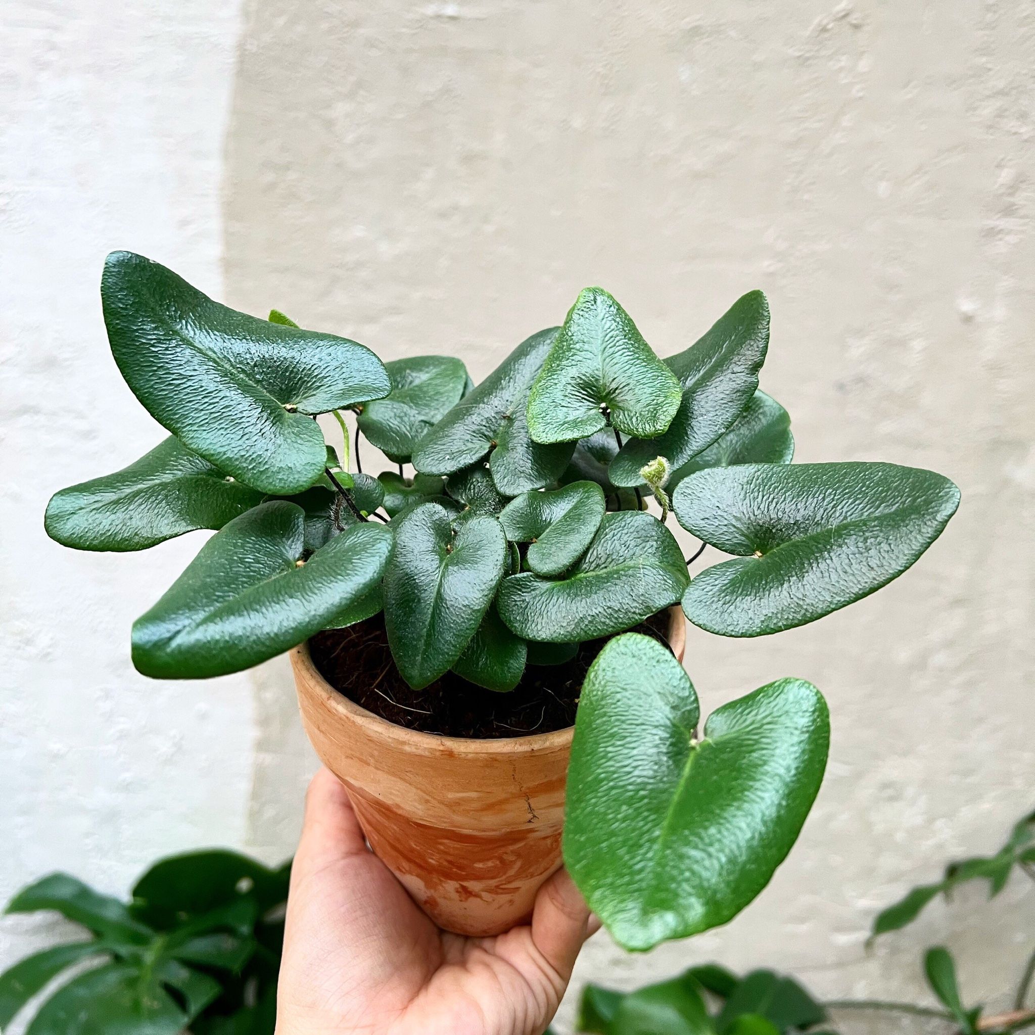  Cây Dương xỉ tim nội thất 