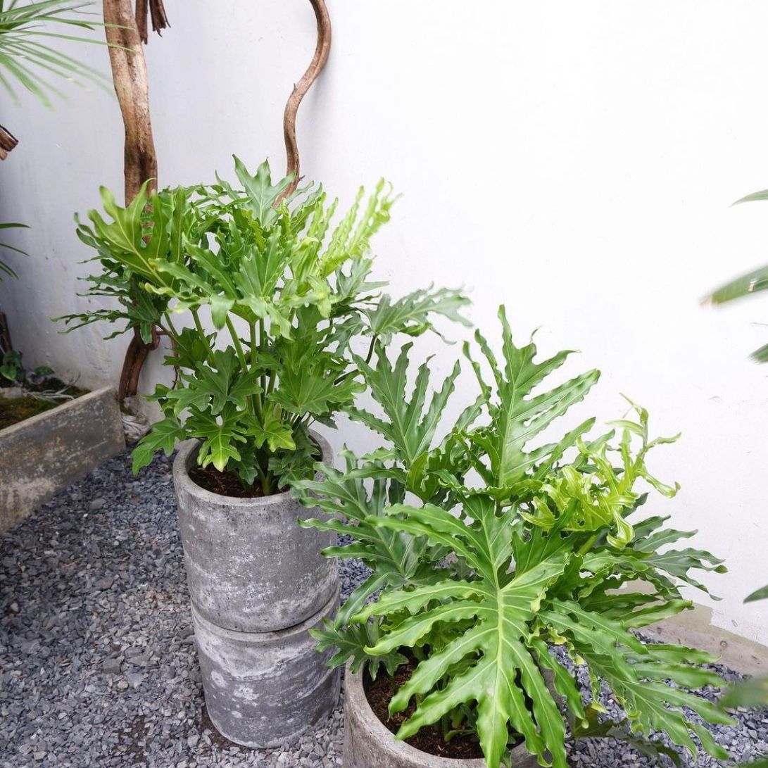  Cây Trầu bà thanh xuân nội thất 