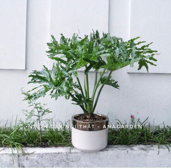  Cây Trầu bà thanh xuân nội thất 