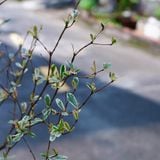  Cây Bàng Đài Loan cẩm thạch ưa nắng 