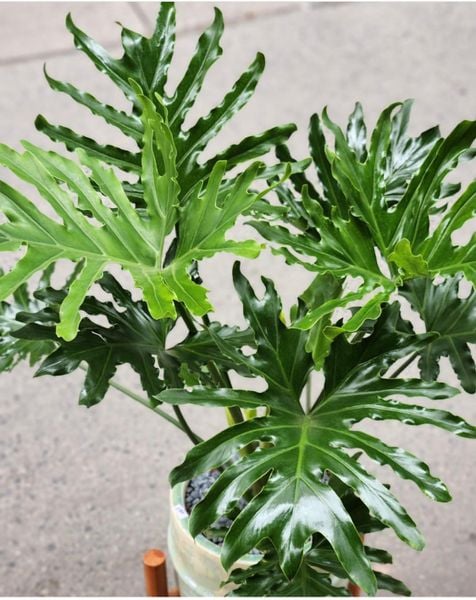  Cây Trầu bà thanh xuân nội thất 