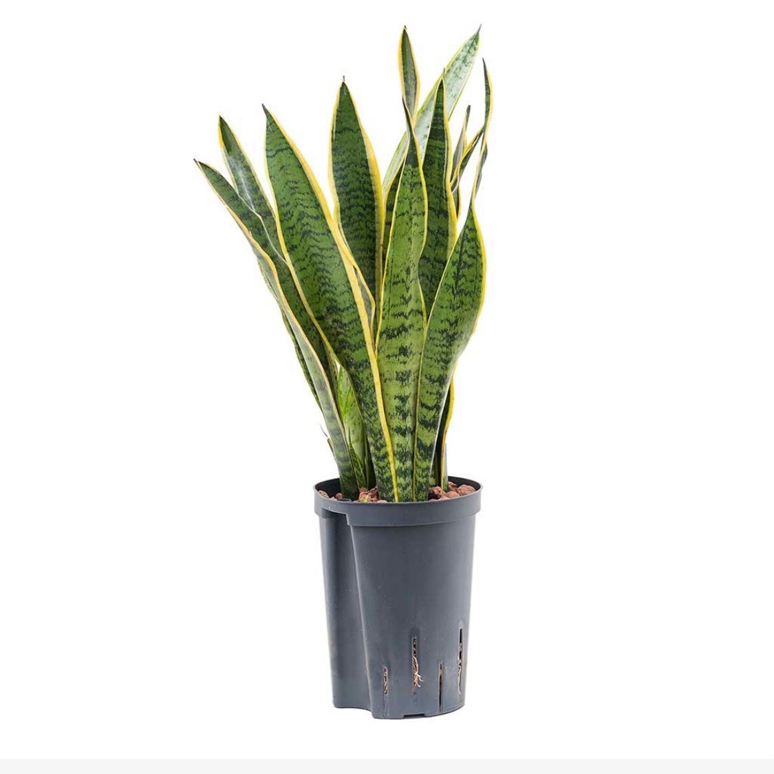  Cây Lưỡi hổ nội thất size nhỏ 