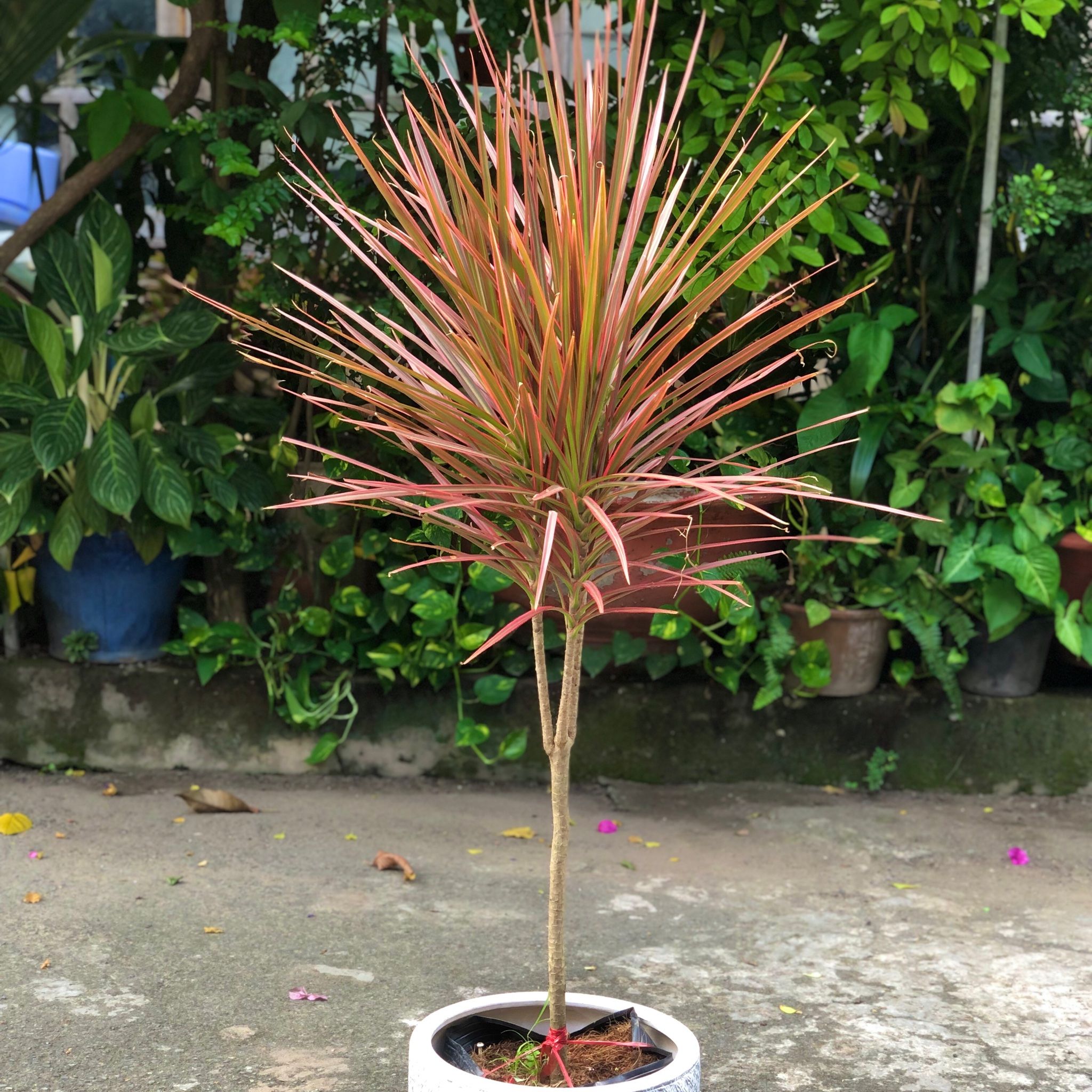  Cây Hoàn kiếm ưa nắng size lớn 