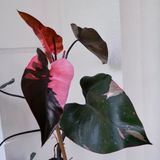  Cây Pink princess nội thất 