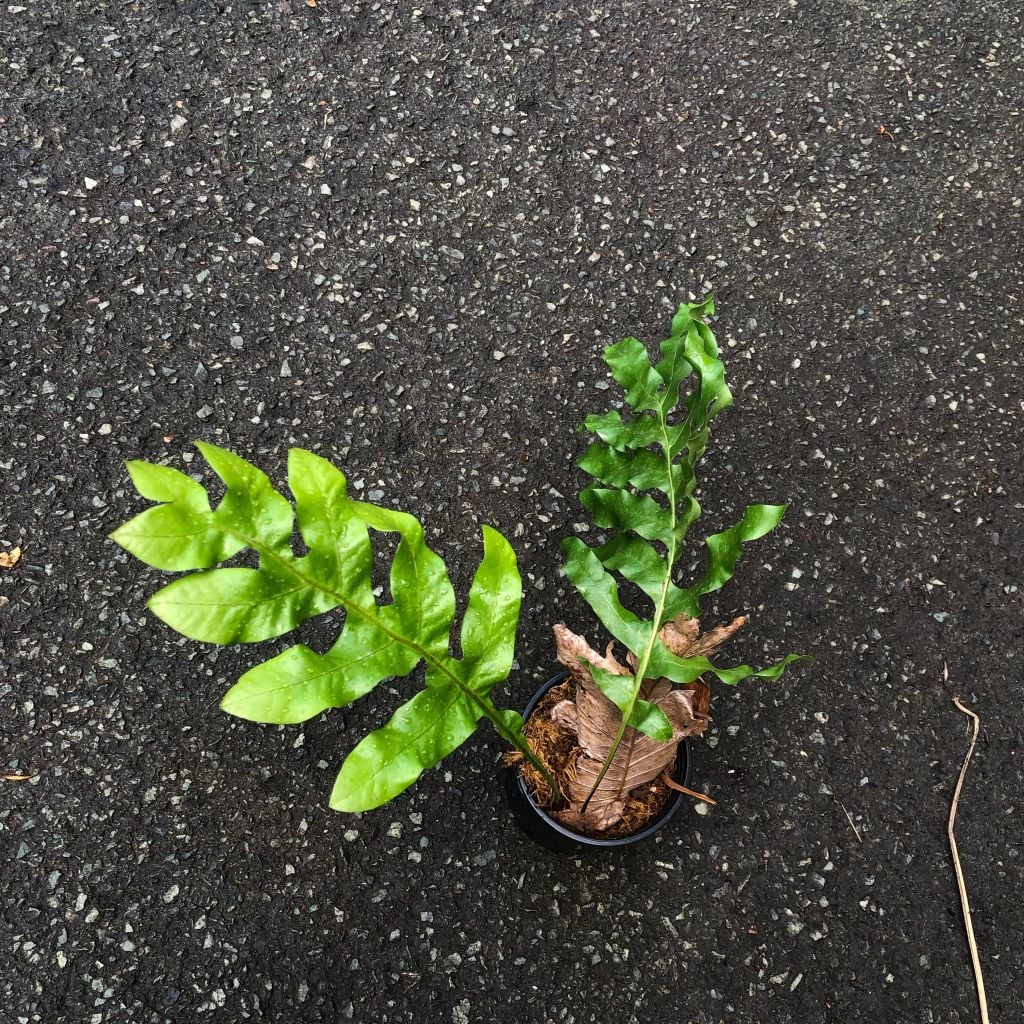  Cây Tắc Kè Đá trồng nội thất 