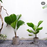  Cây Cọ Nhật nội thất size lớn 